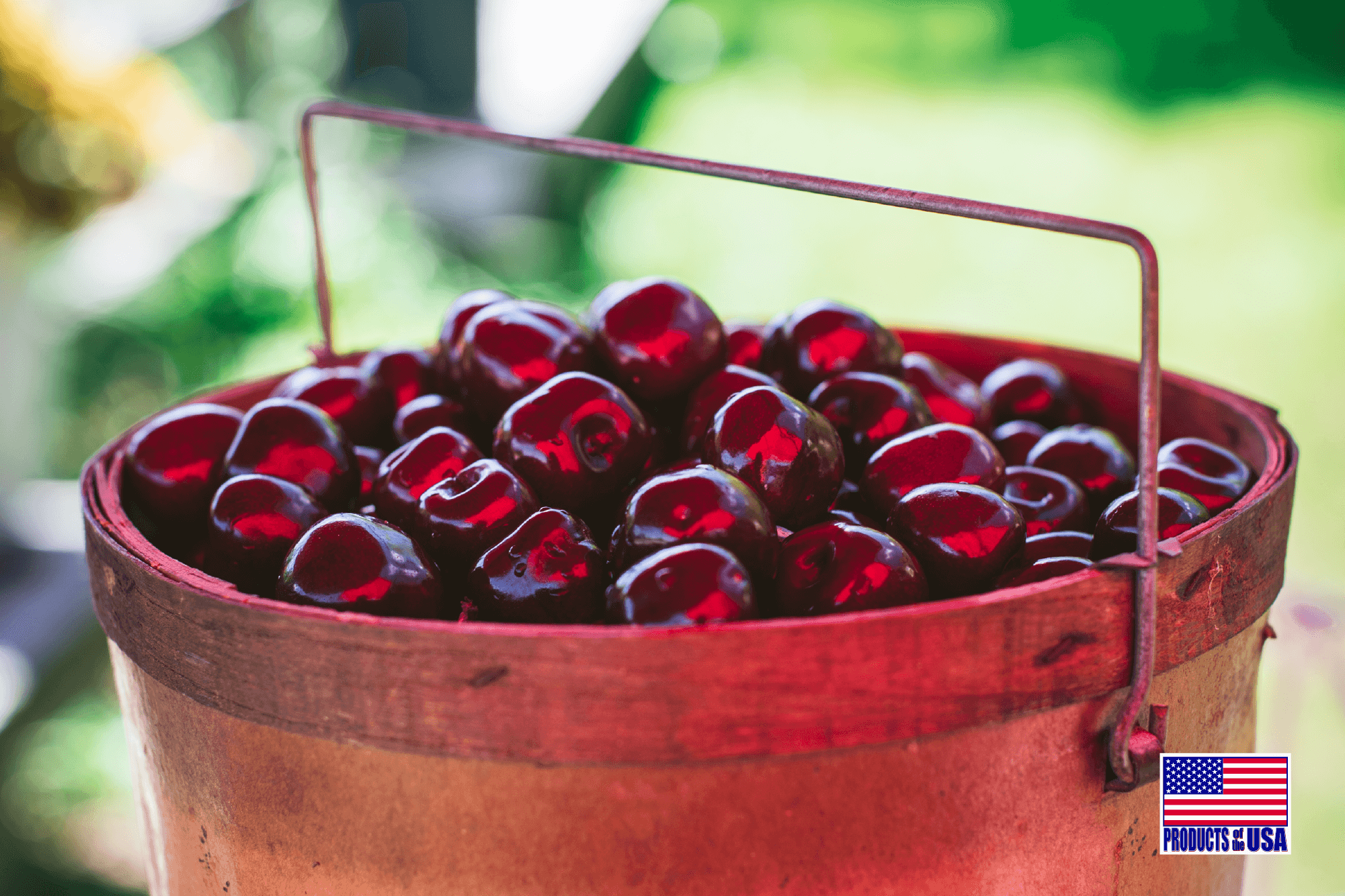 Cherries in wood bucket