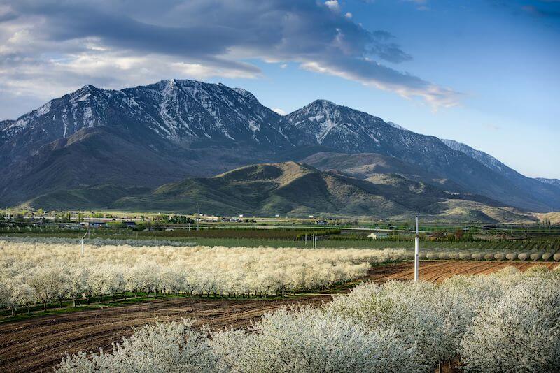 Mountain view orchard