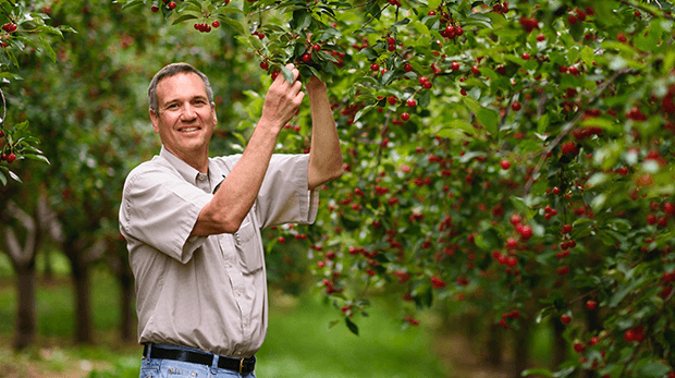 Farmer holding cherries